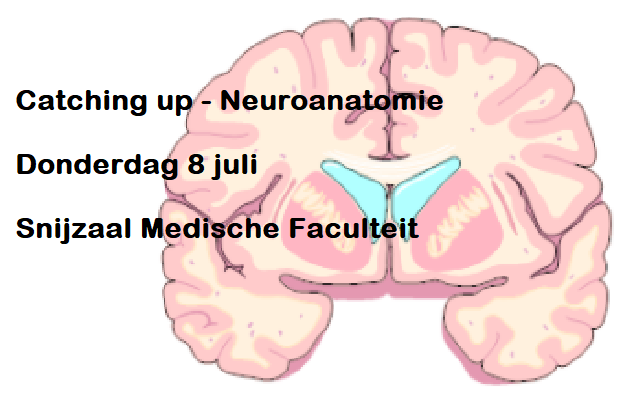 Bericht Catching up - Neuroanatomie  bekijken